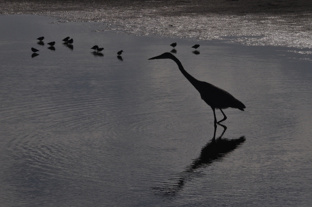 blue heron at Morro Bay wetlands